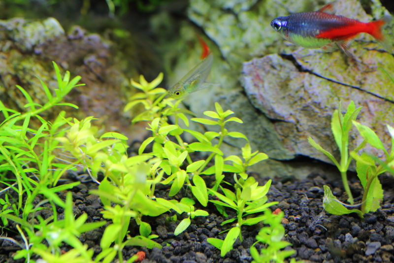 植栽から1日目　ミゾハコベsp. ラトナギリ